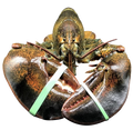 Live Maine Lobster